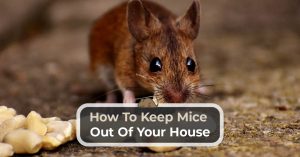 RATS! Everything you Need to Know About These Unwanted Guests