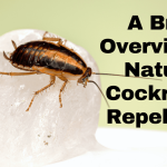 How to get rid of cockroaches naturally by easer lifestyle