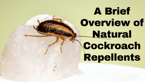 How to Naturally Keep Cockroaches Away from Your Home