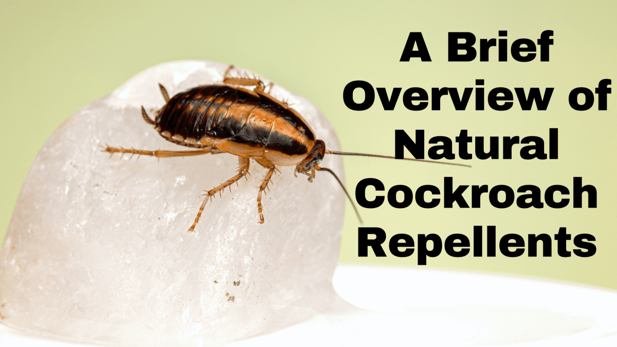 How to get rid of cockroaches naturally by easer lifestyle