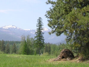 Nature’s Survival Strategies Humans Can Learn From