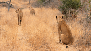 Survival Lessons From Wild Animals