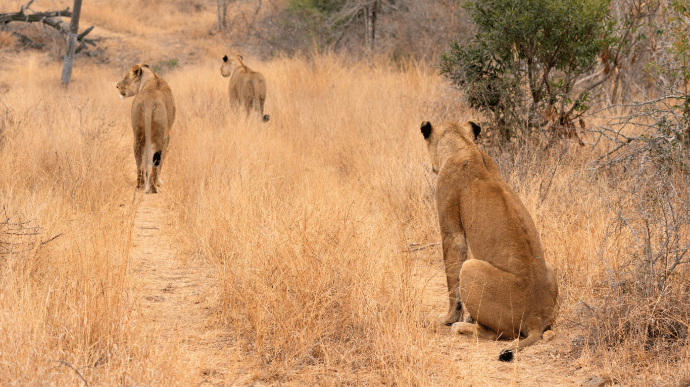 Survival Lessons From Wild Animals