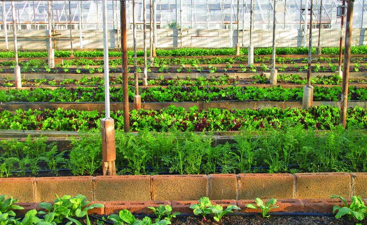 Urban Farming in African Cities