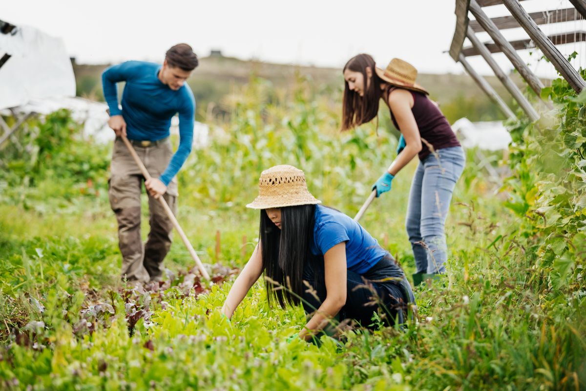 Community-Based Food Distribution Systems