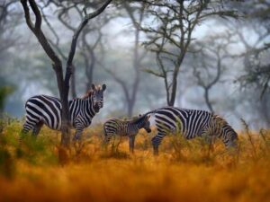 Wildlife Destinations Beyond the Famous Parks
