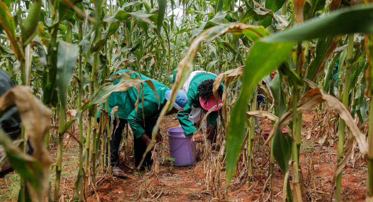 Affordable Food Solutions for Urban Families