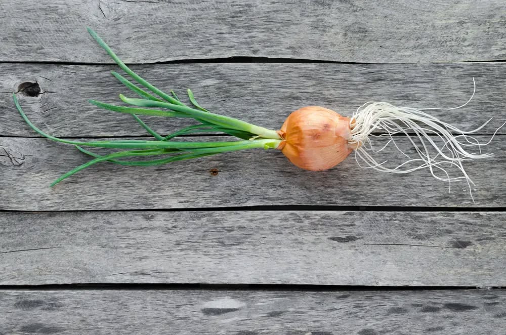 Why Your Onions Sprout Early