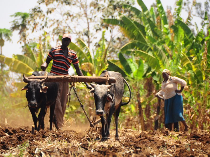 African Destinations That Showcase Traditional Farming