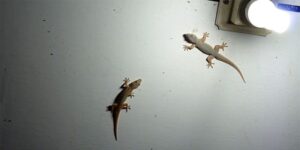 How to Get Rid of Lizards and Flies Naturally