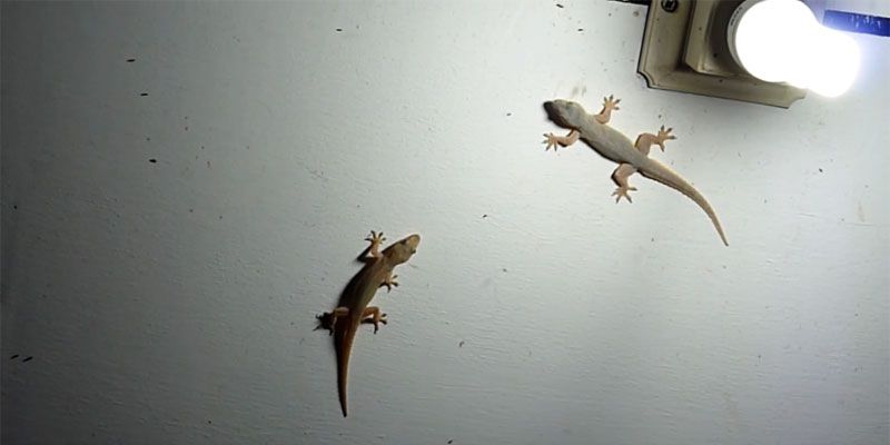 How to Get Rid of Lizards and Flies Naturally