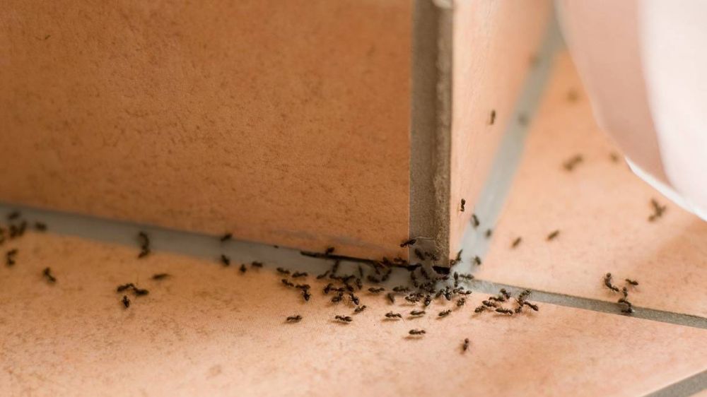 How to Get Rid of Ants Without Spraying Your Whole Home