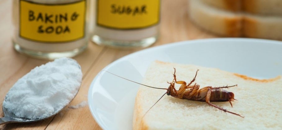 How to Keep Cockroaches Away Naturally