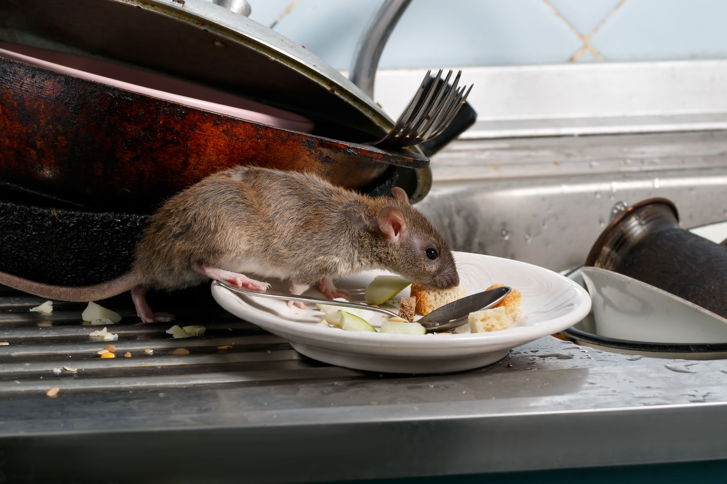 Rats in the House? Here’s What to Do Right Now
