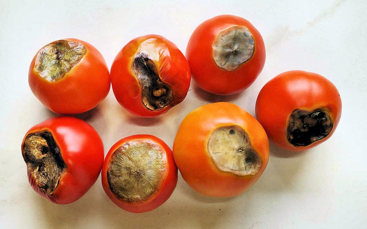 The Real Reason Your Tomatoes Rot in 3 Days