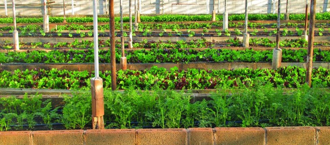 Urban Farming in African Cities