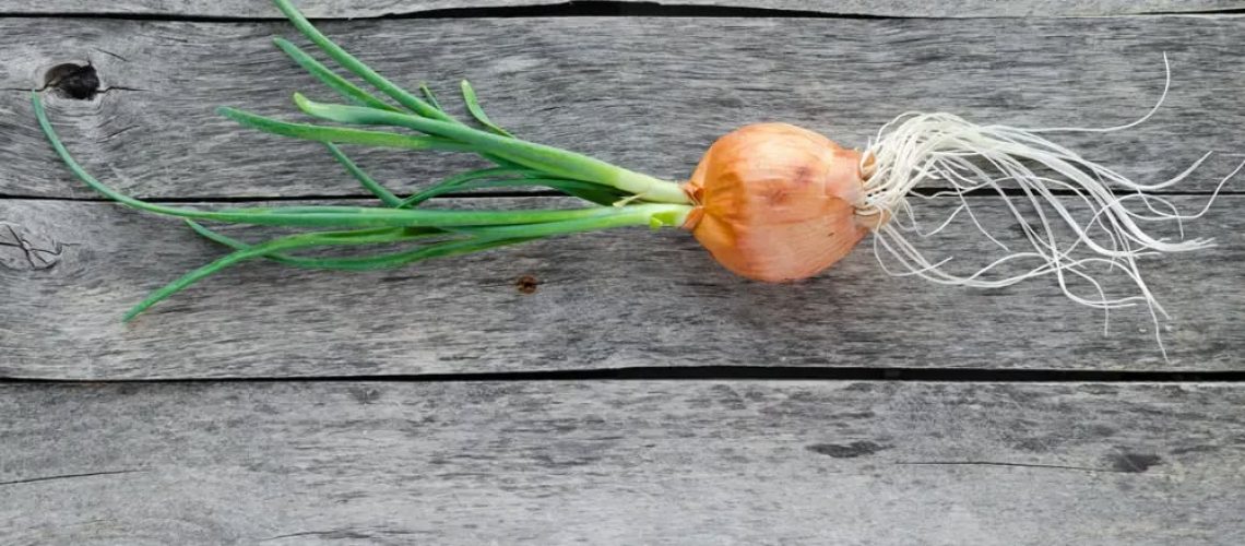 Why Your Onions Sprout Early