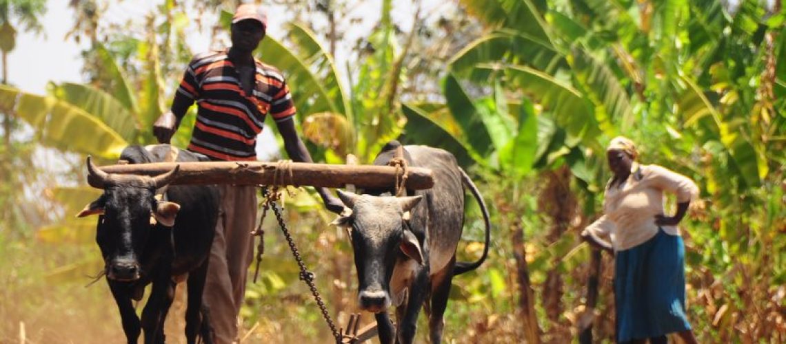 African Destinations That Showcase Traditional Farming