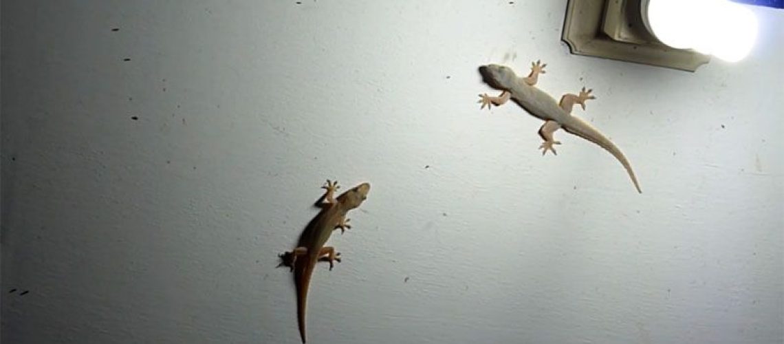 How to Get Rid of Lizards and Flies Naturally
