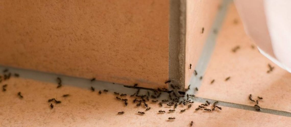 How to Get Rid of Ants Without Spraying Your Whole Home