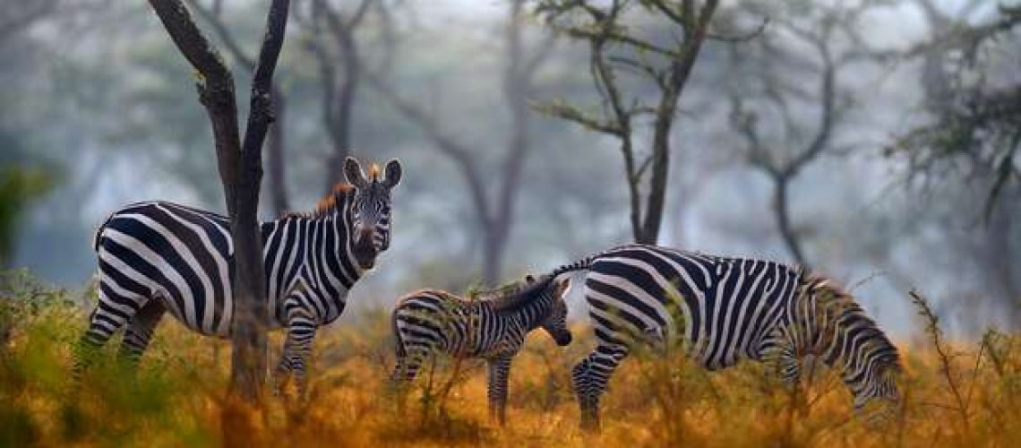 Wildlife Destinations Beyond the Famous Parks