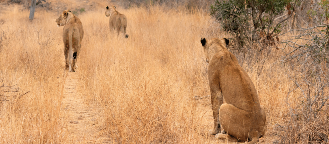 Survival Lessons From Wild Animals