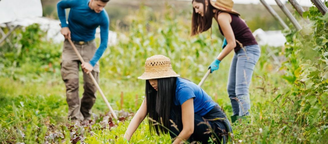 Community-Based Food Distribution Systems