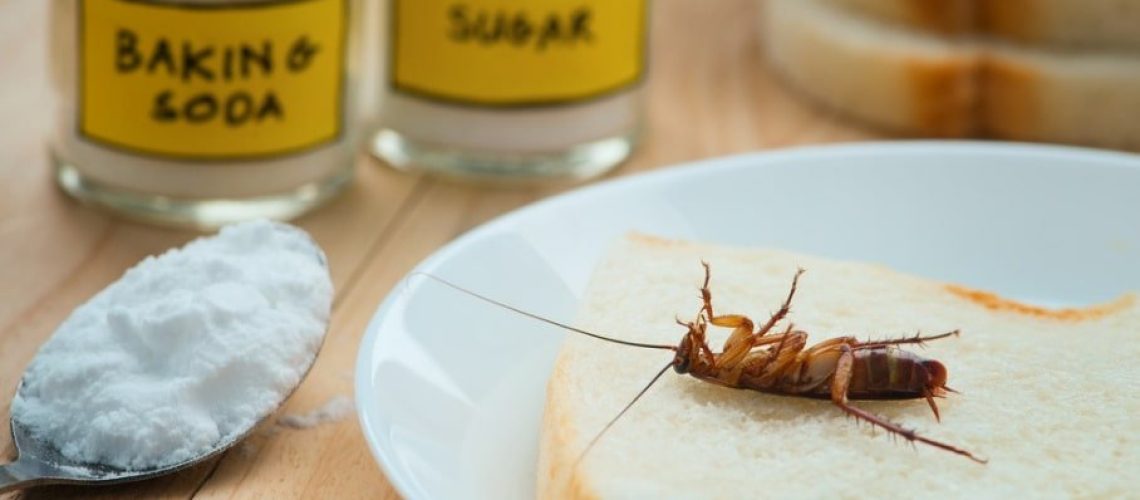 How to Keep Cockroaches Away Naturally