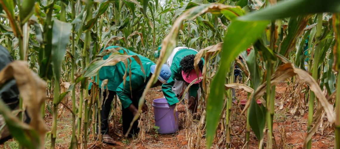 Affordable Food Solutions for Urban Families