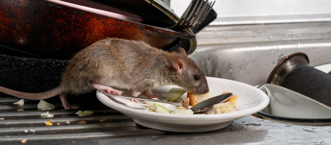 Rats in the House? Here’s What to Do Right Now