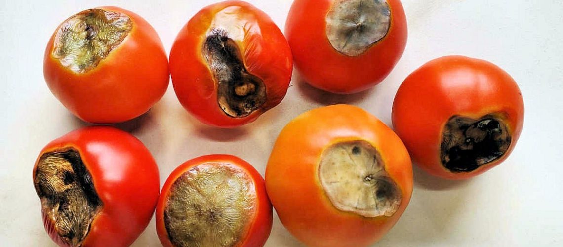 The Real Reason Your Tomatoes Rot in 3 Days