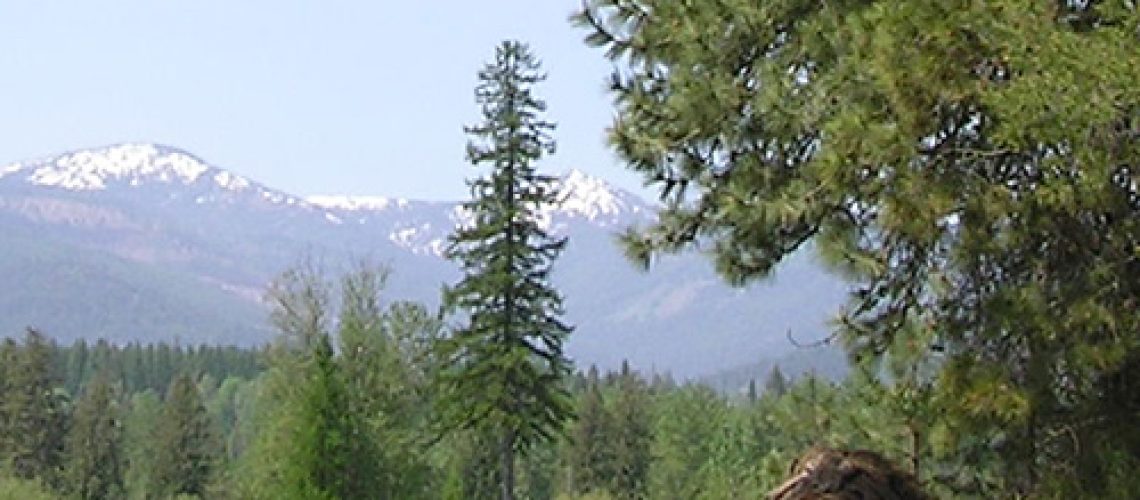 Nature’s Survival Strategies Humans Can Learn From